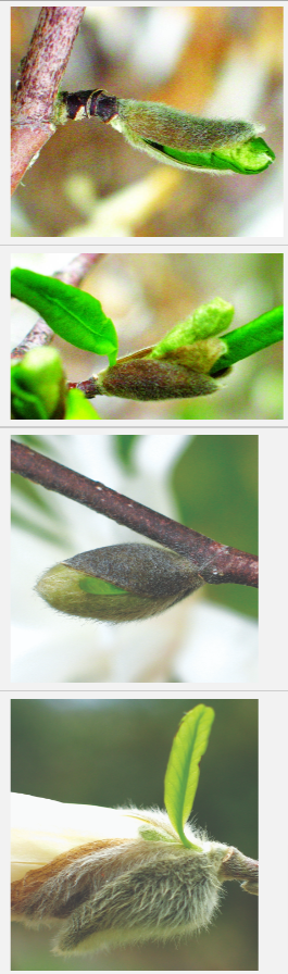 Breaking leaf buds