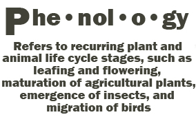 Phenology definition