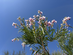 Branch of a desert willow with leaves and pink flowers against a blue sky.