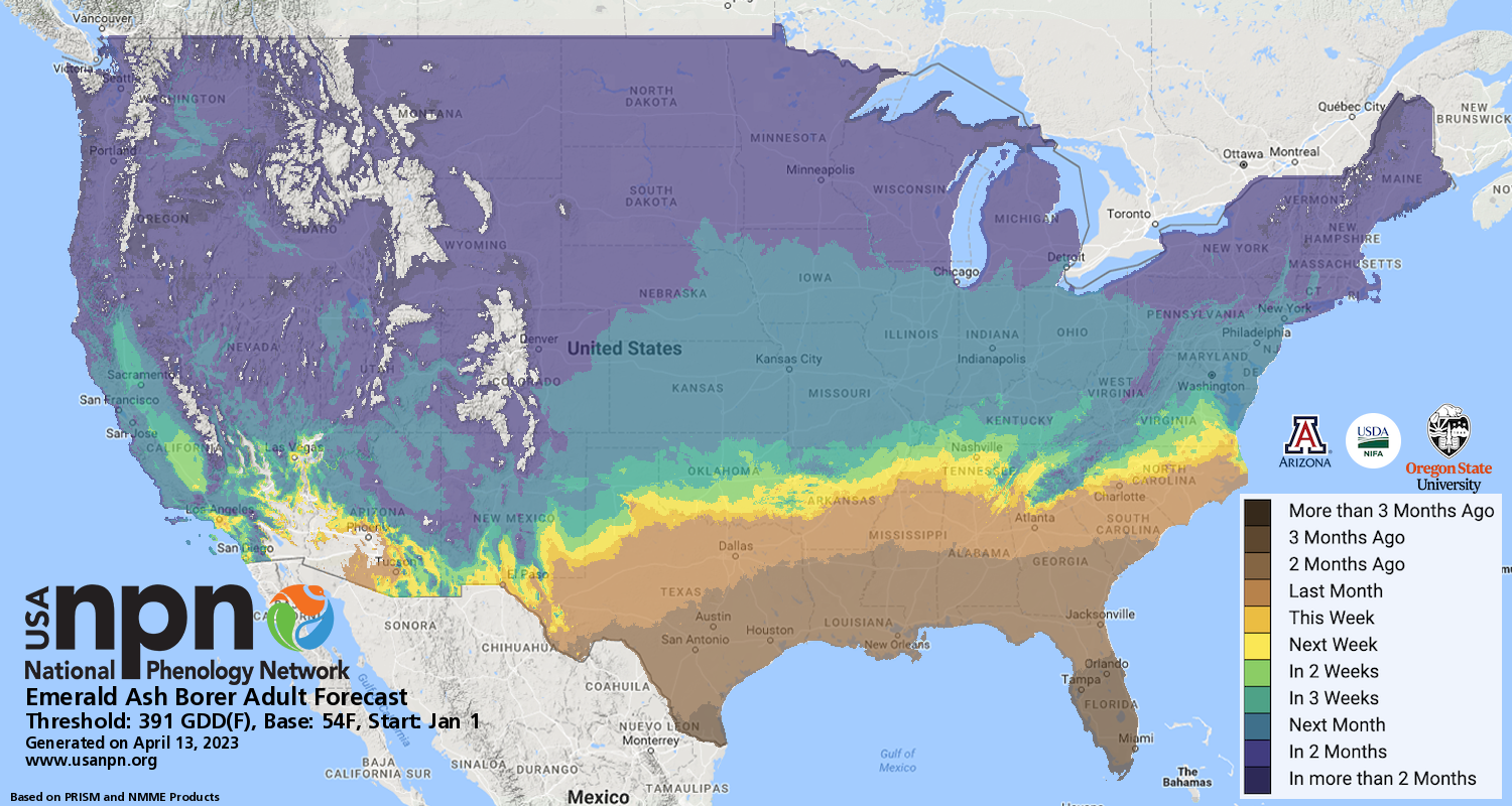 Emerald Ash Borer Pheno Forecast