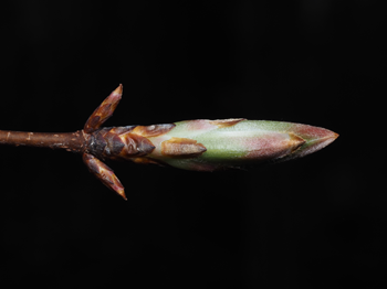 Close up of sugar maple leaf bud