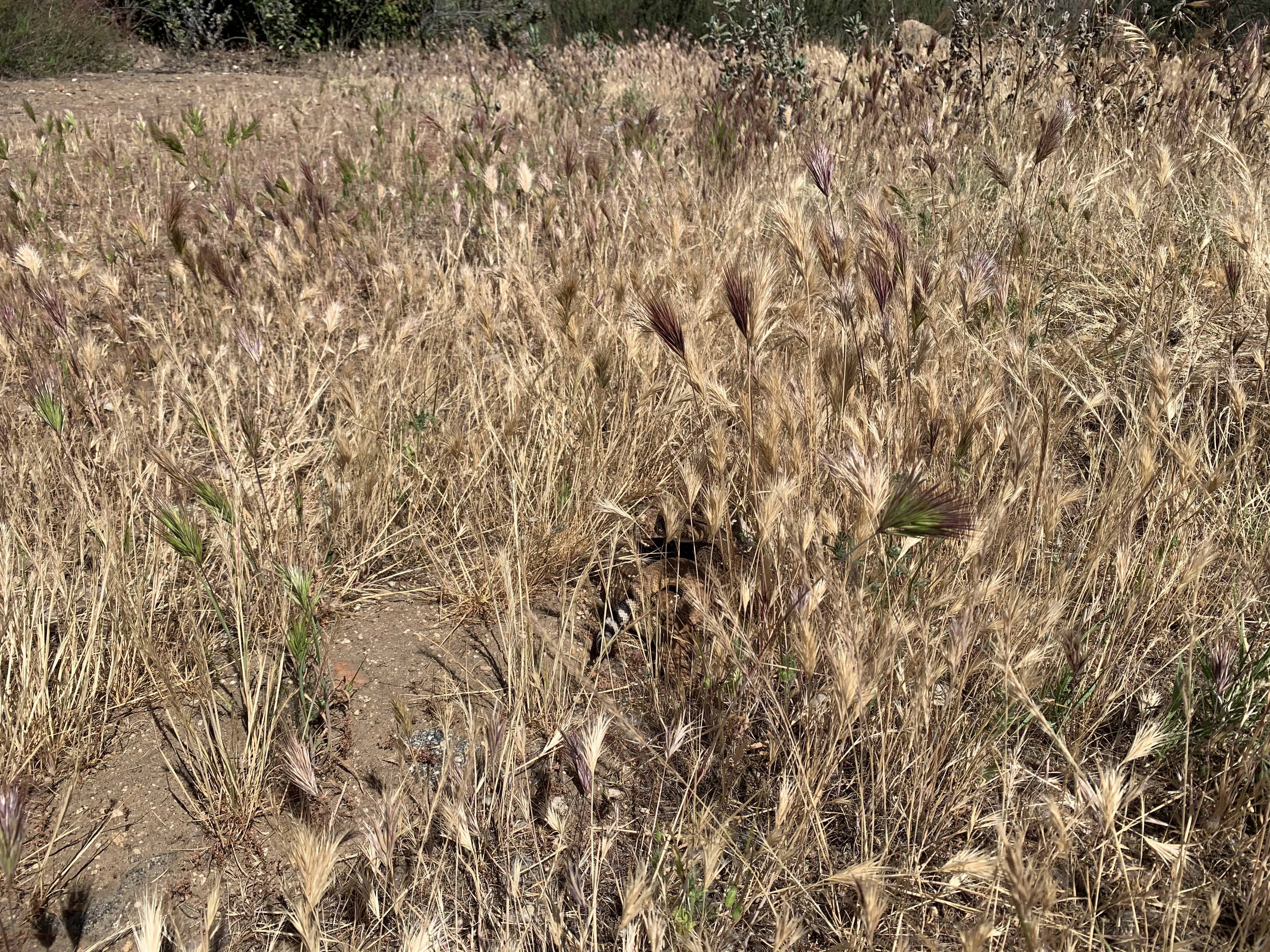 Red brome ripe seeds in field