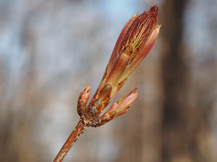 Close up of sugar maple breaking leaf buds
