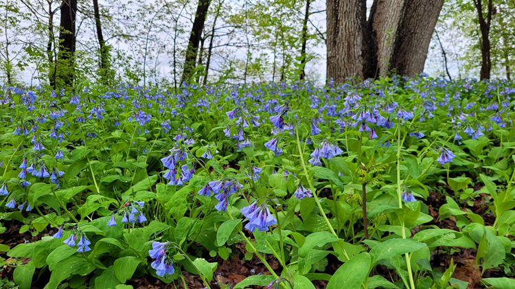 Virginia bluebells cover the forest floor