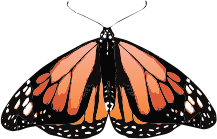 monarch at rest icon