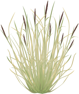 Buffelgrass graphic