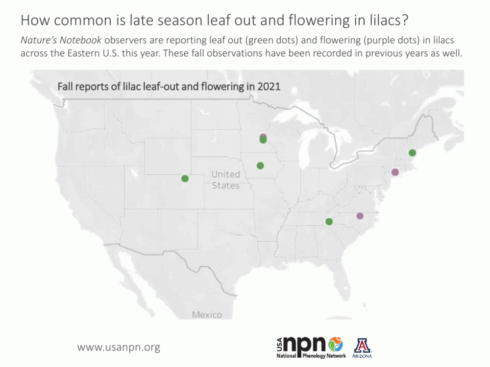 Lilac fall leaf out and flowering 2021
