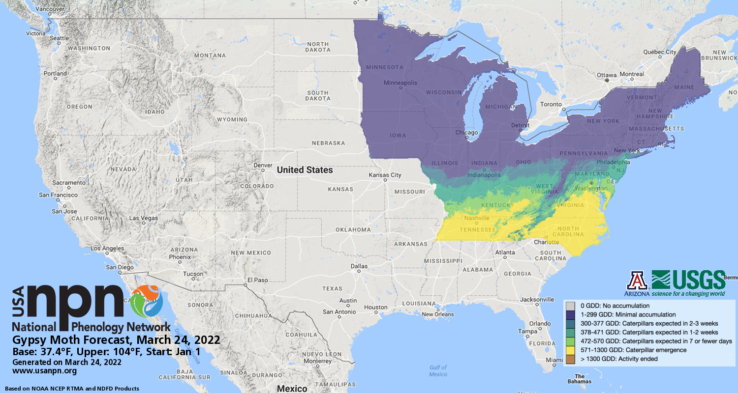 Gypsy Moth Forecast USA National Phenology Network