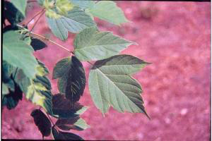Photo for species Acer_negundo