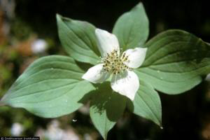 Photo for species Cornus_canadensis
