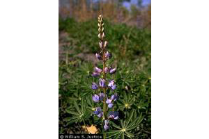 Photo for species Lupinus_perennis