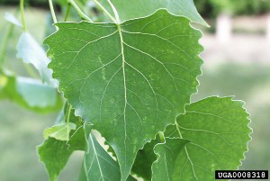 Photo for species Populus_deltoides