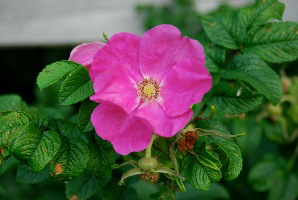 Nature's Notebook: Rugosa Rose