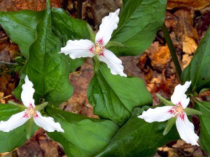 Photo for species Trillium_undulatum