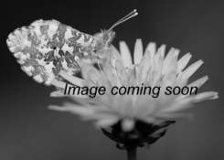 Photo for species Celastrina_ladon complex