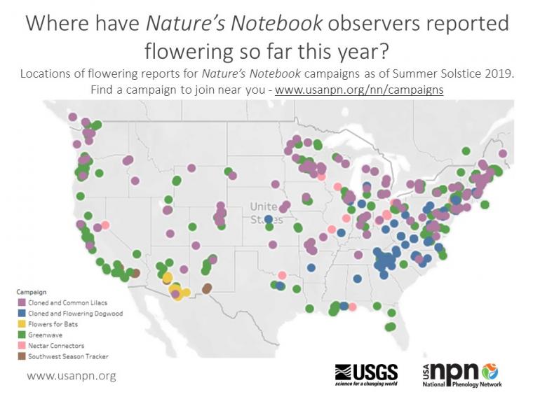 Seasonal story on flowering in summer 2019