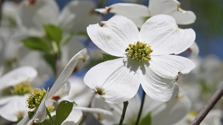 Flowering dogwood in bloom