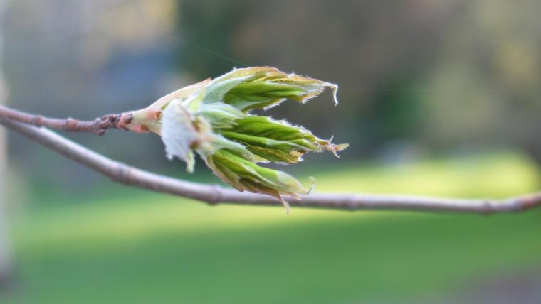 Emerging leaves of sugar maple