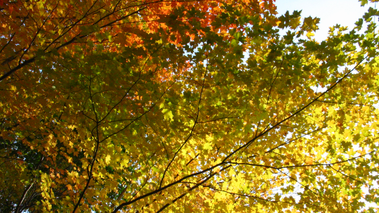 Sugar maple with colored leaves