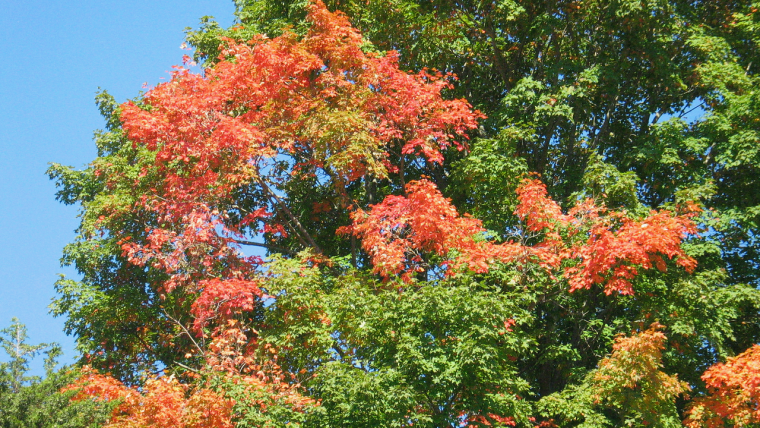 Sugar maple with colored leaves