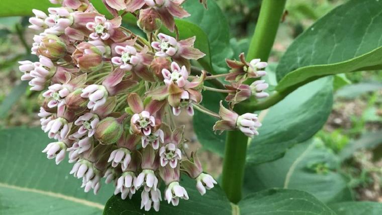 Common milkweed flowers and leaves