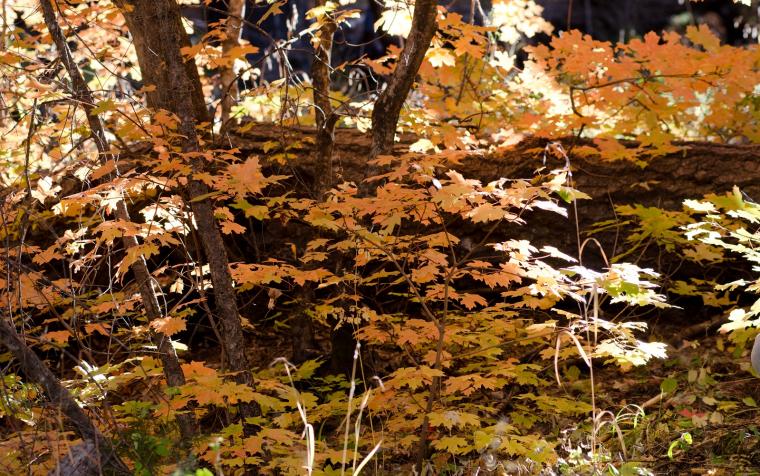 Colored leaves in a forest