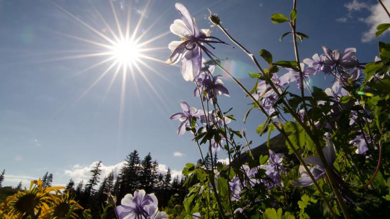 Flowers with sun shining in background