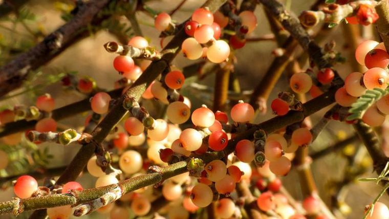 Desert mistletoe with fruits