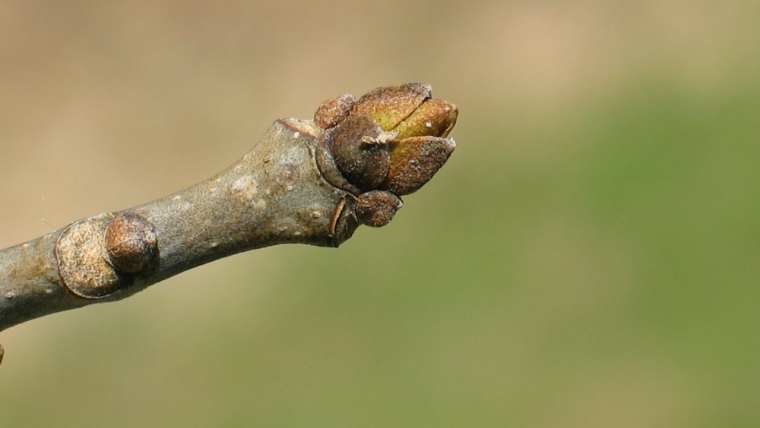 Leaf bud on white ash