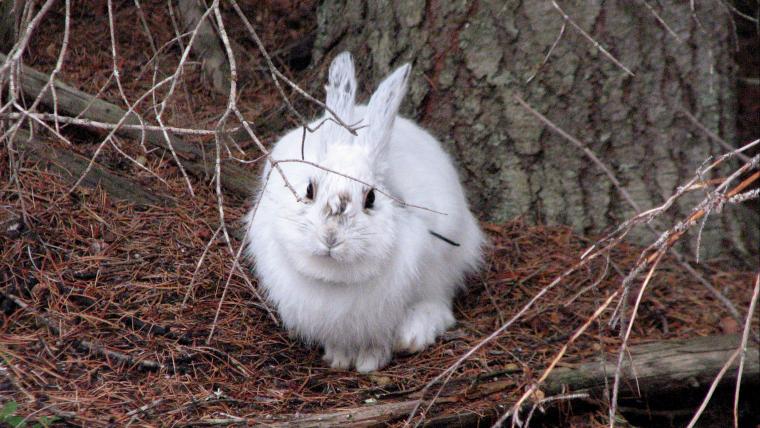 White snowshoe hare on snow-free ground