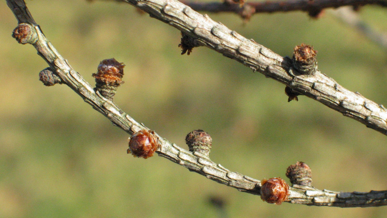 Tamarack dormant buds on a branch