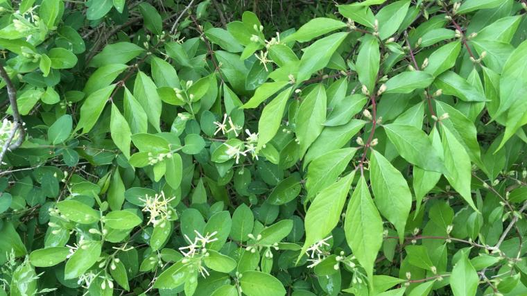 Morrows and Amur honeysuckly leaves and flowers