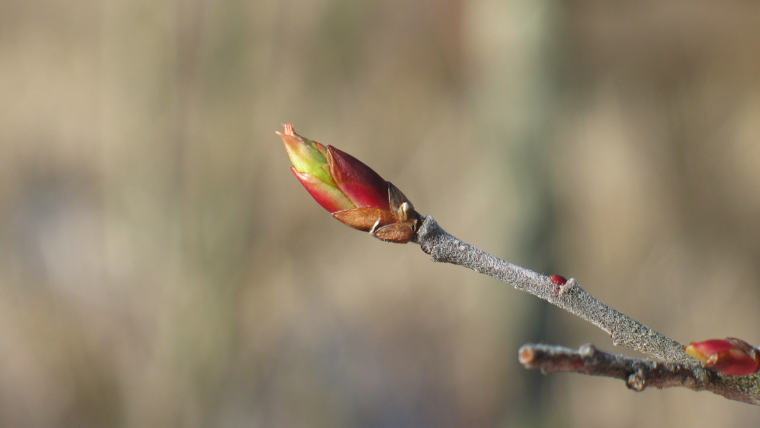 American pussy willow breaking leaf bud