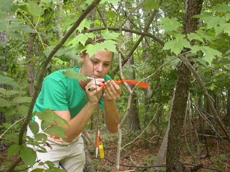 Observer studies a plant