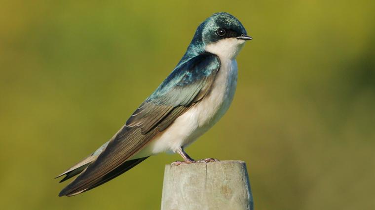 Tree Swallow on post