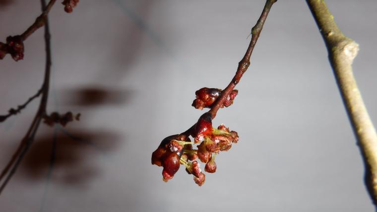 American elm open flowers on a branch