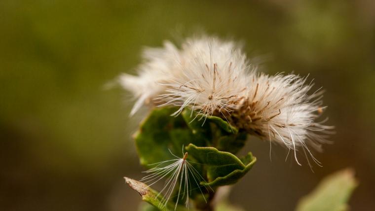 Fruit on coyotebrush plant