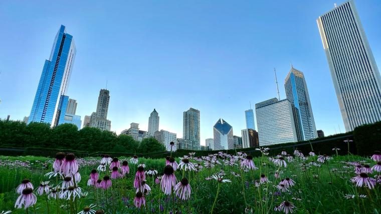 Wildflowers in front of Chicago skyline