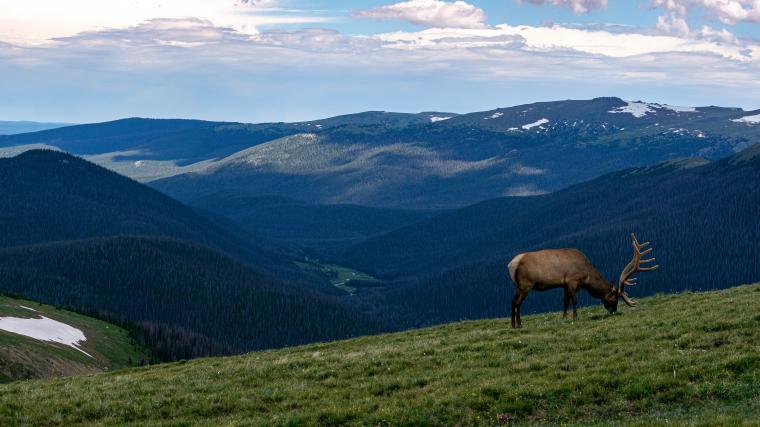 Elk on green grass with mountains in background