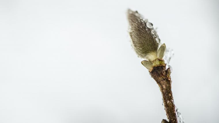 Bud covered in ice