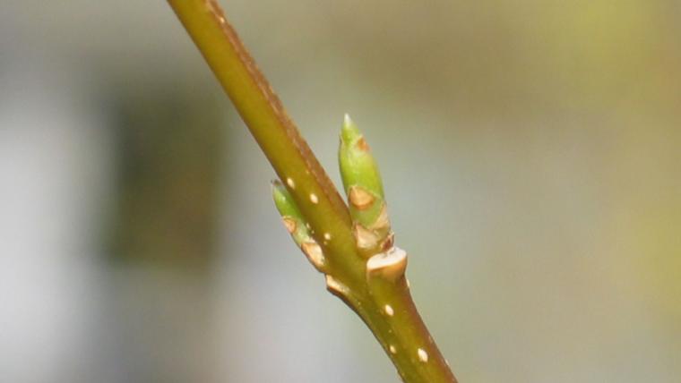 Forsythia bud emerging