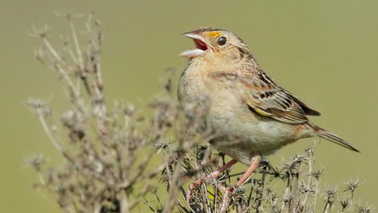 Grasshopper Sparrow singing while sitting on plant