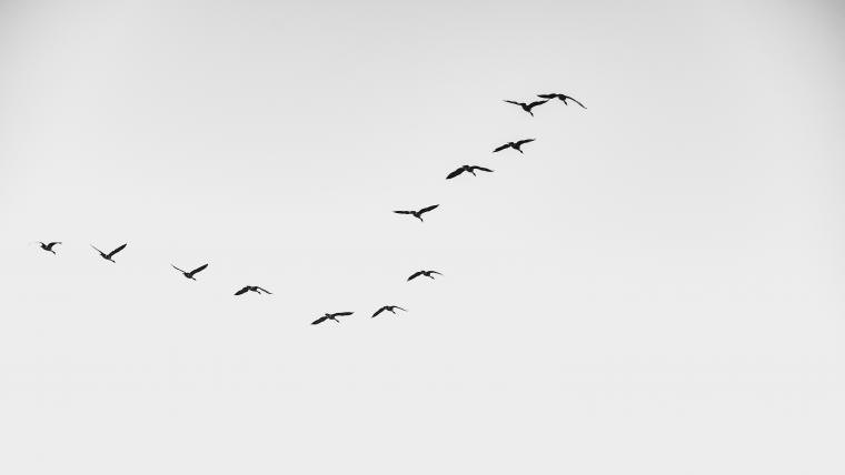 Geese flying in v formation
