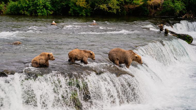 Brown bears hunt for salmon in steam near waterfall