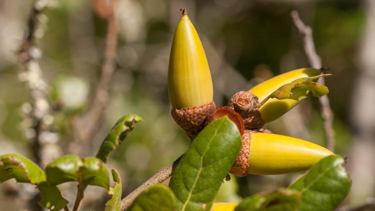 Quercus algrifolia acorns