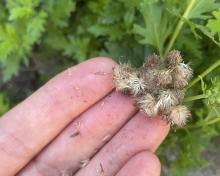 Gregg's mistflower seeds