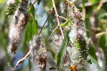 fluffy white seeds emerging from pods on a black willow tree