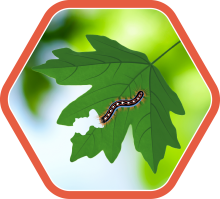 Pest Patrol campaign badge with tent caterpillar eating leaf