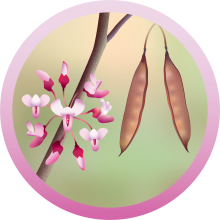 The Redbud Phenology Project badge