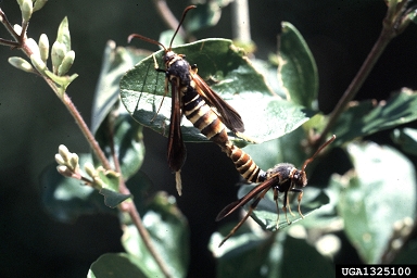 A pair of lilac borers are seen mating on a lilac branch, the insects are striped with clear wings.